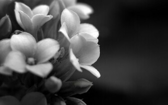 Dream Wallpaper Elegant