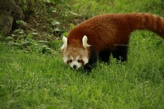 Red Panda Wallpaper
