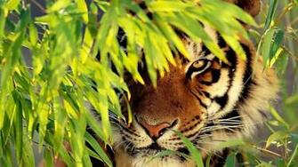 Tiger Head Wallpaper Pixel Popular HD