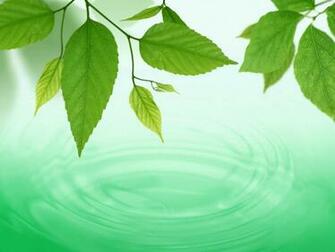Wallpaper New Green Leaf