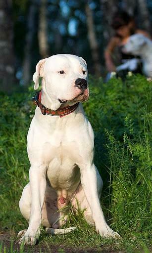 Argentine Dogo Wallpaper For Android By Egor