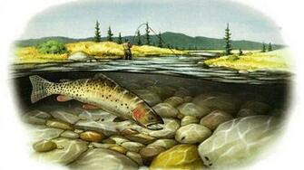 Cutthroat Trout Wallpaper Hq Desktop