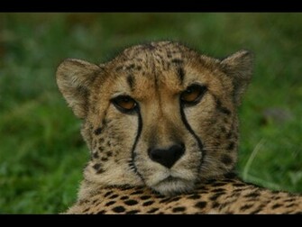 Animals Planet Wild