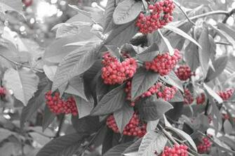 Red Berries Wallpaper
