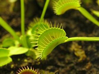 Venus Flytrap Wallpaper And Background Image Net