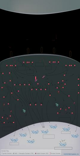 Il Family Signaling Interactive Pathway R D Systems