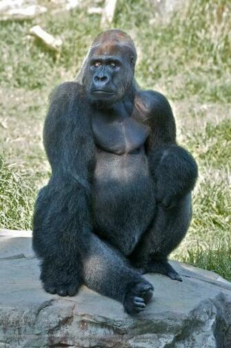 Silverback Gorilla Desktop Wallpaper