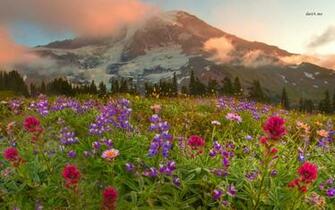 Wildflowers Wallpaper Flower