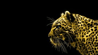 Animals Gold Spirit Leopards Black Background HD Wallpaper