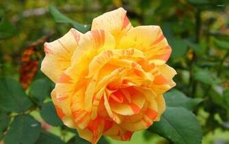 Beautiful Orange Rose Wallpaper Flower