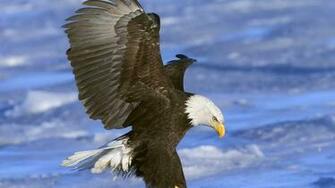 Birds Eagles Wallpaper Bald