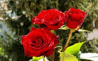 Full Screen Most Romantic Red Roses Wallpaper Background