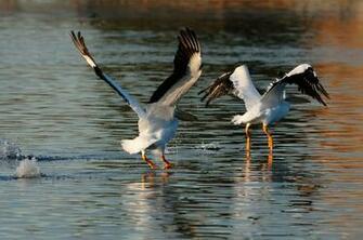 Pelicans Wallpaper Photos Image Gallery