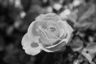 Black And White Rose Wallpaper