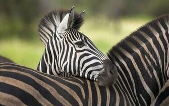 South Africa Wallpaper