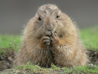 Cloud Forest Chronicle Groundhog Day