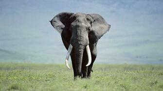 Fonds D Cran Elephant Tous Les Wallpaper