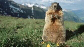 Bitchy Groundhog X