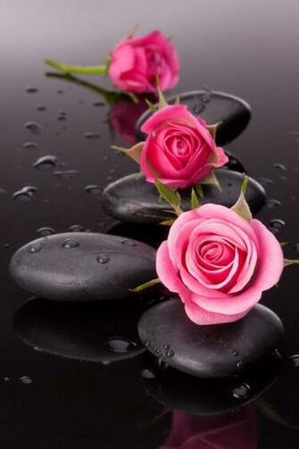 Roses And Pink