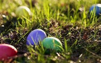 Easter Egg In The Grass Wallpaper Resolution