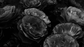 Top Black Aesthetic Rose Wallpaper Full HD 4k To Use