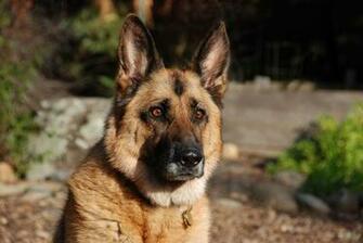 German Shepherd Dog Puppies Cute Puppy