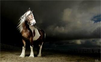 Horse Wallpaper Archives Of HD Desktop