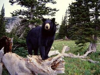 Bear Screensaver Screensavers