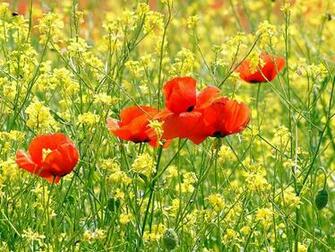 Wallpaper Poppy Flowers Desktop