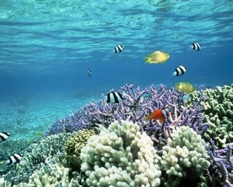 Tropical Fish Pictures HD Wallpaper In Animals Imageci