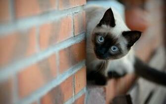 Blue Eye Siamese Cat Wallpaper Screen