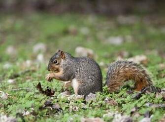 Squirrel Desktop Wallpaper Funny Wallpaperhint