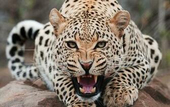 Angry Cat Is HD Wallpaper Desktop