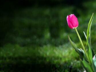 White Tulip Wallpaper HD In Flowers Imageci
