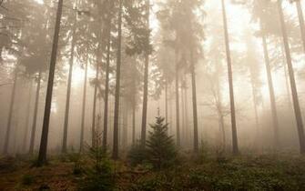 Foggy Forest Wallpaper