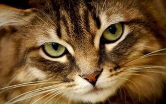Wallpaper Animaux Chat De La Cat Gorie