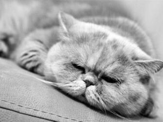 Grumpy Cat Photos