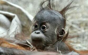 Monkey HD Background Net