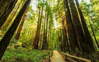 Redwood Desktop Wallpaper Top Background