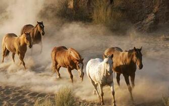 Horse Stampede Wallpaper Myspace Background
