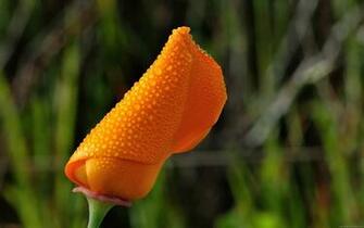 Widescreen Wallpaper HDtv