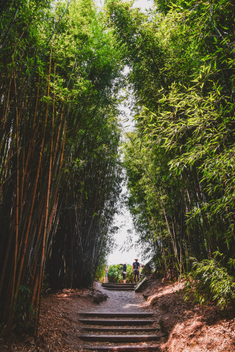 Bamboo HD Wallpaper