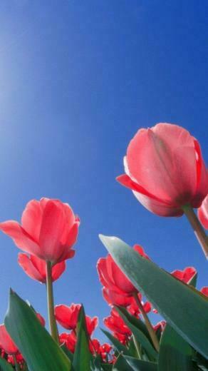 Top Red Flower Wallpaper For Mobiles