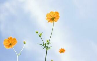 Wildflower Wallpaper Best