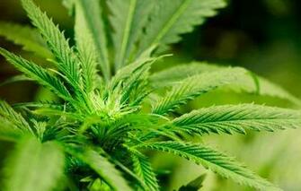 Wallpaper Weed Flower Tobacco Grass Cannabis Nature