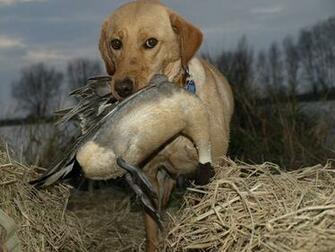 Hunting Dog Wallpaper