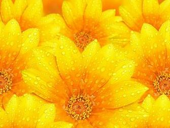 Yellow Flowers Wallpaper HD Pictures One