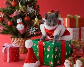 Christmas Kittens Wallpaper For Desktop