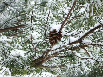 Mlewallpaper Snowy Pine Cone Ii