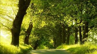 Wallpaper Background Green Nature Dual Monitor 1080p Desktop